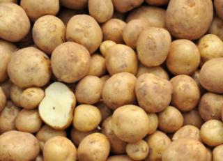 Potatoes (c) James Hutton Institute